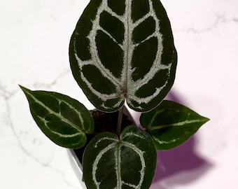 Anthurium AOS DF X RVDP (tezula Ace of Spades X Red Vein Dark