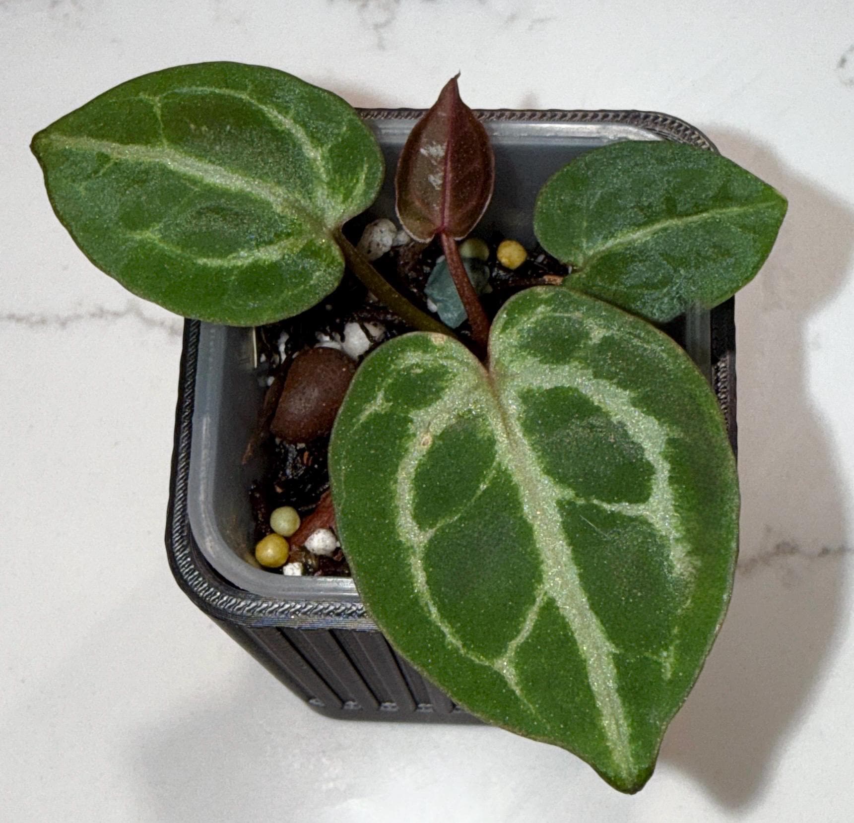 Dreamweaver Anthurium - Etsy