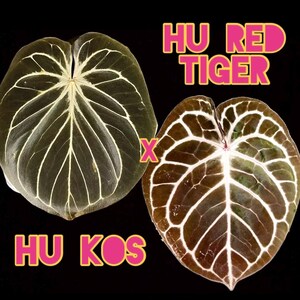 Anthurium Kos X Red Crystal - Etsy