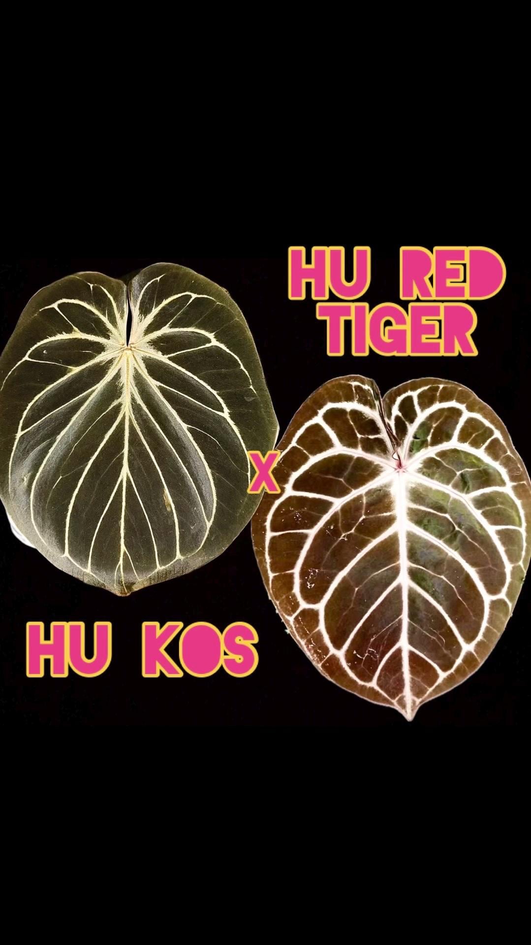 HU KOS X HU Red/purple Tiger - Anthurium Seedling - Grower's