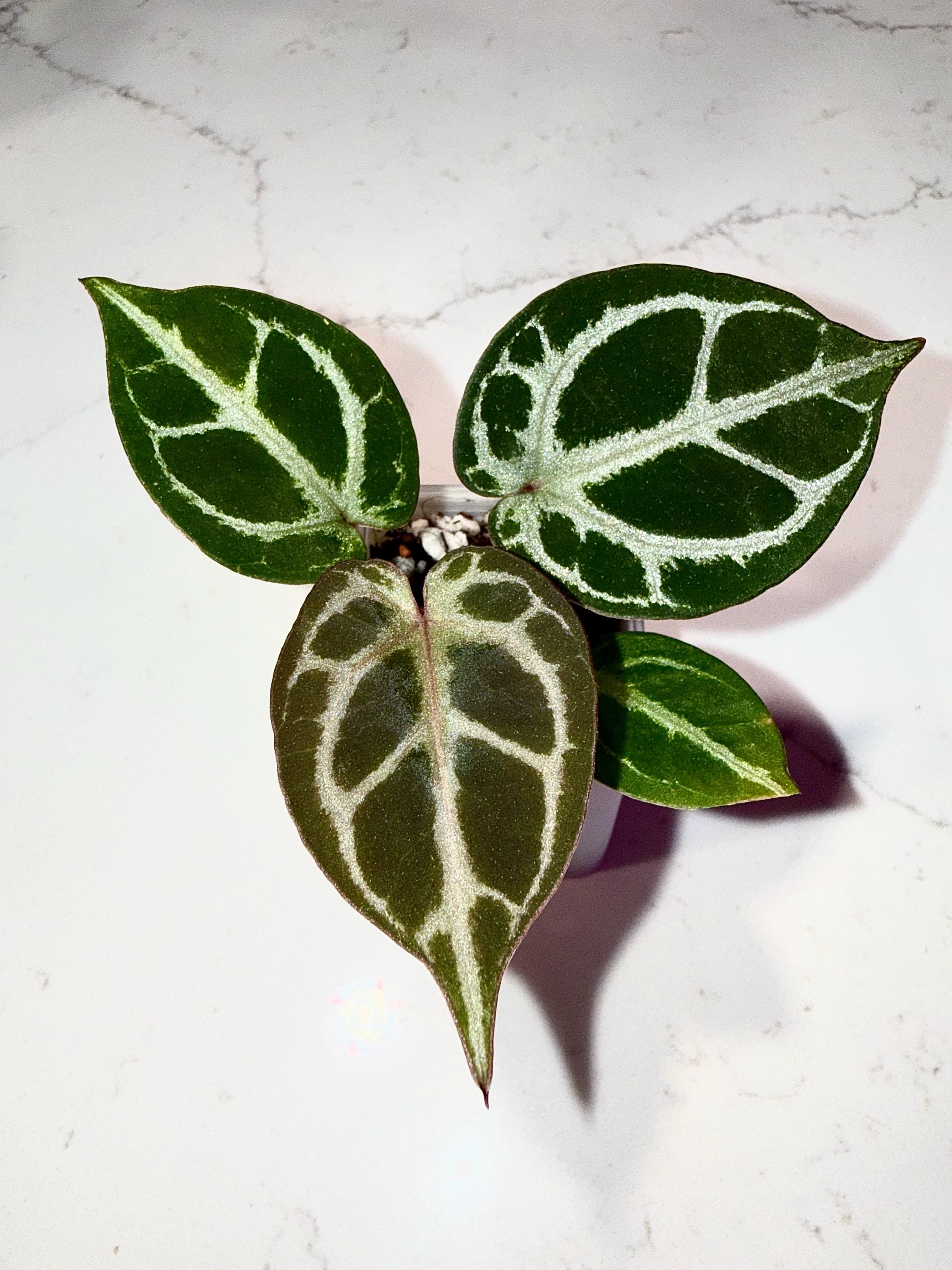 Anthurium King of Spades X Red Crystallinum - Etsy