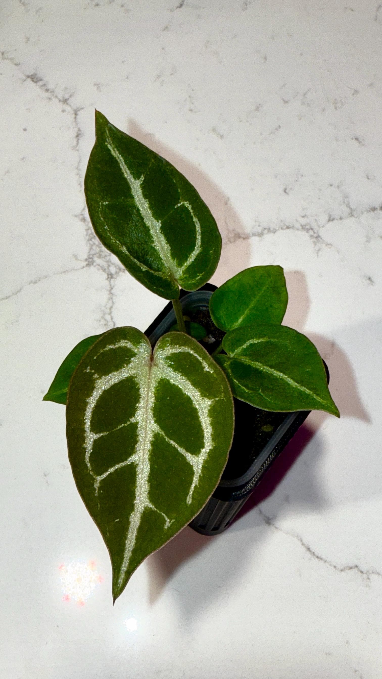 Anthurium King of Spades X Red Crystallinum - Etsy