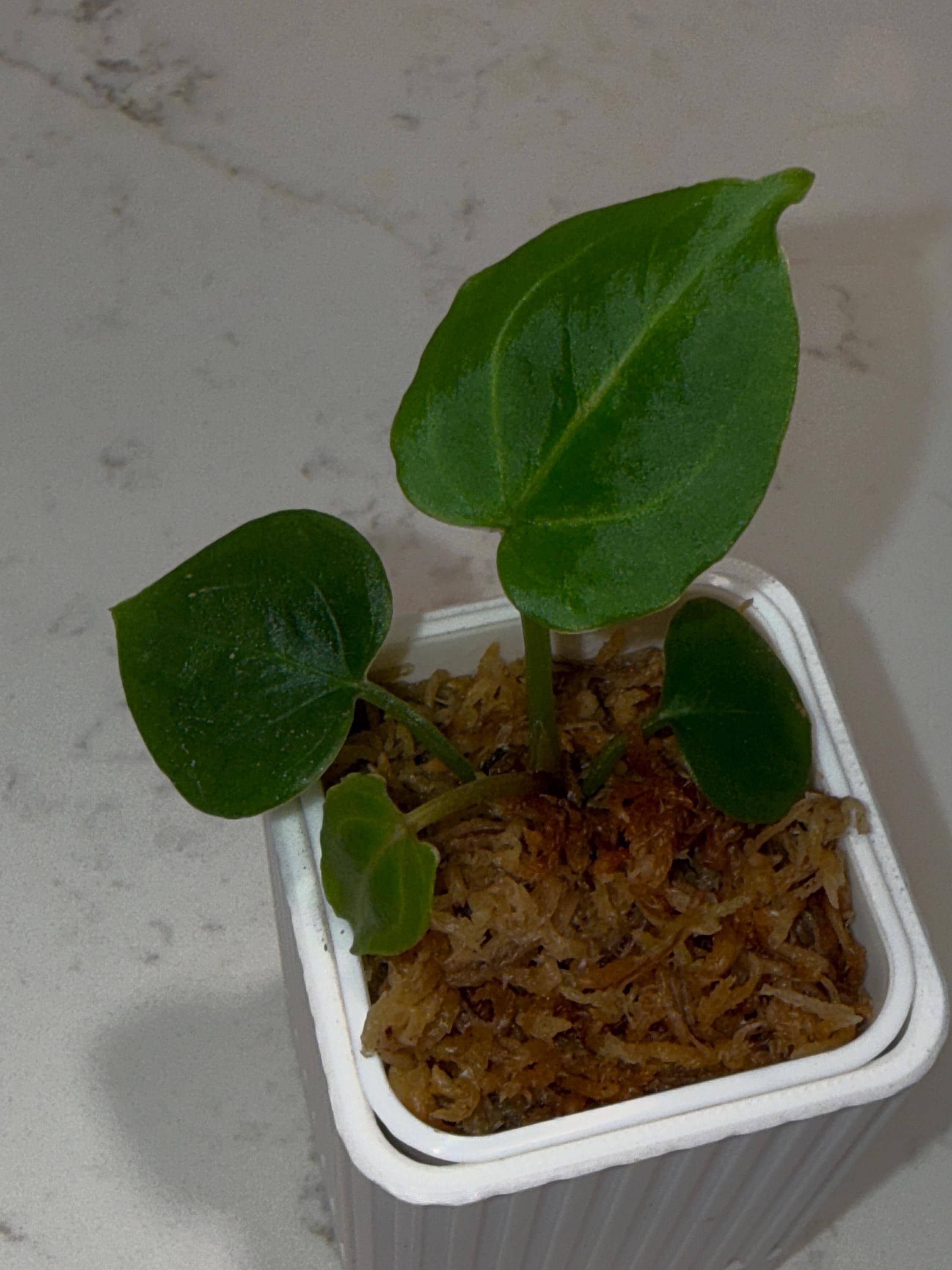 Anthurium michelle - Etsy 日本