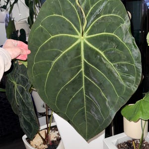 May include: A large, dark green leaf with prominent, light green veins. The leaf is held near a white pot containing a plant. The leaf's shape is heart-like, with a glossy surface. Other plants are visible in the background.