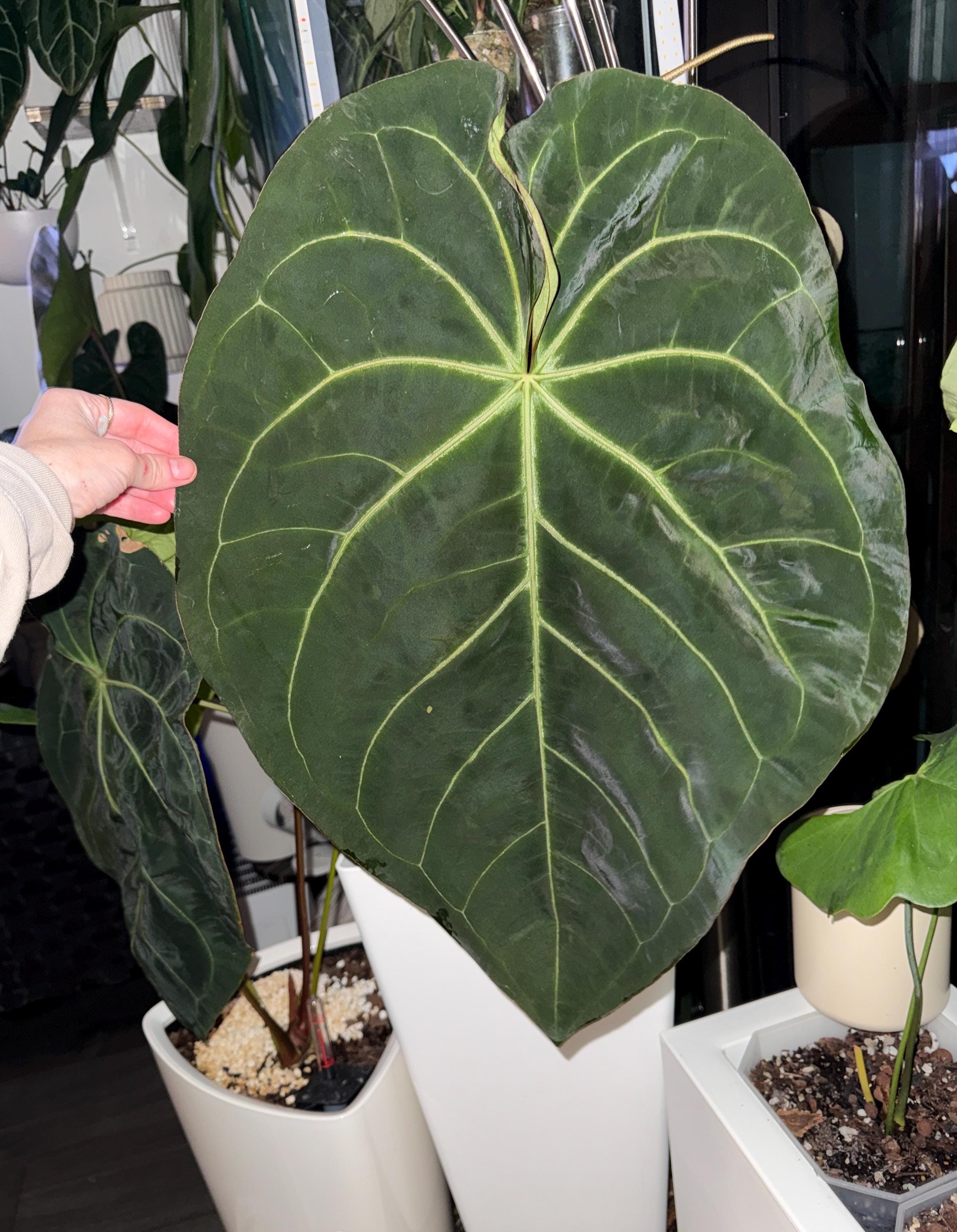 Anthurium Skg Silver - Etsy