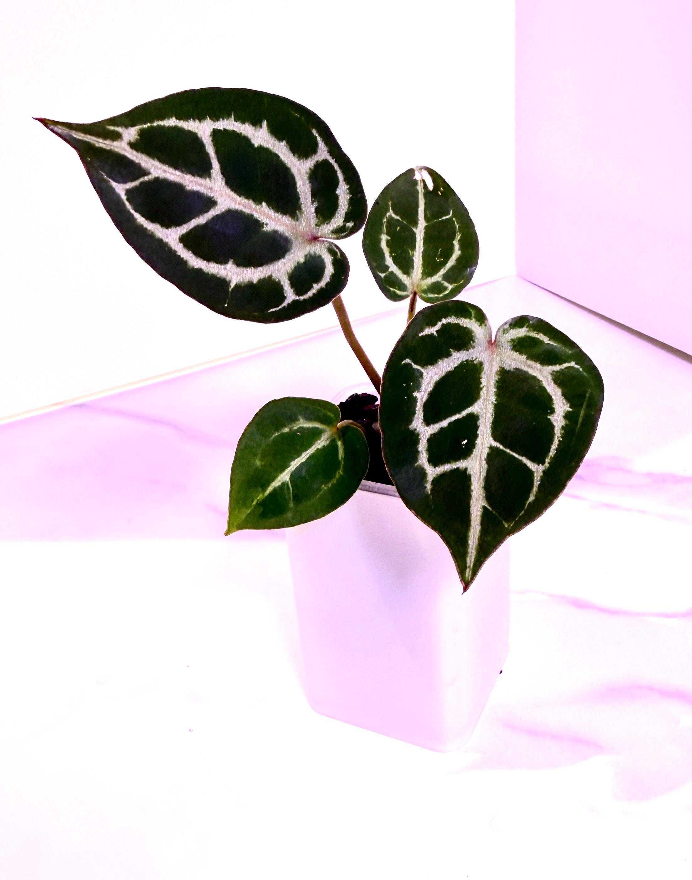 Red Crystal X Michelle Anthurium - Etsy
