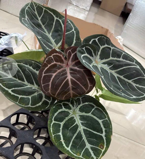 Tezula Dreamweaver-necrommancer X H.U. Red Tiger Anthurium