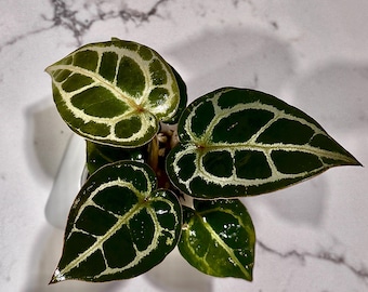 Tezula Dreamweaver-Necrommancer x H.U. Red Tiger Anthurium Seedling Actual Plant