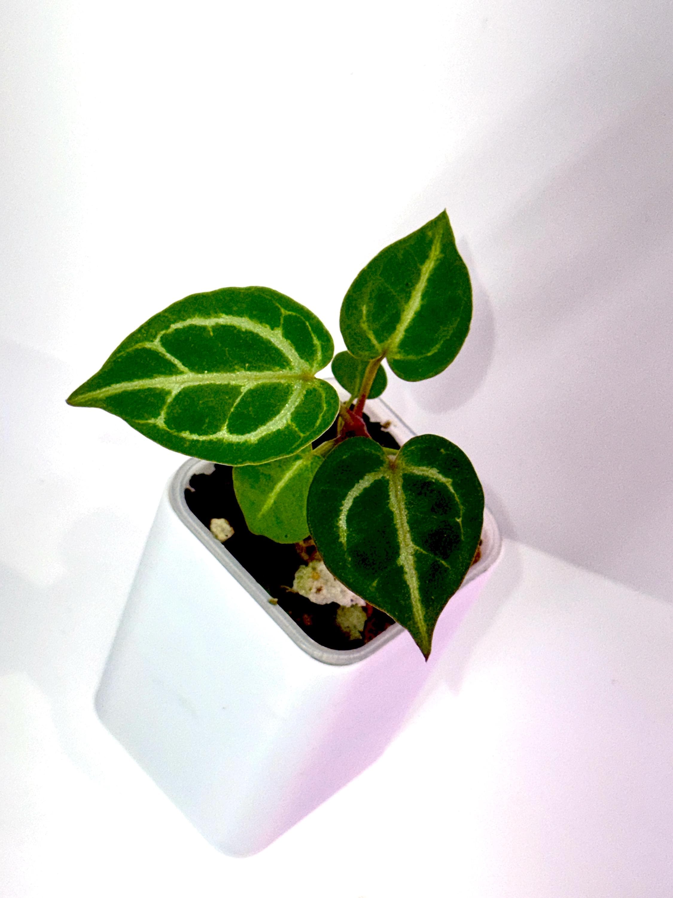 Dreamweaver Anthurium - Etsy