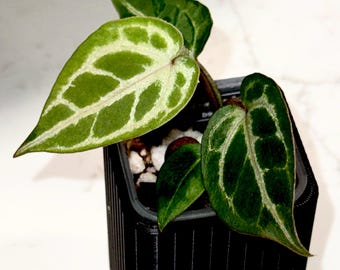 Tezula Dreamweaver-Necrommancer x H.U. Red Tiger Anthurium Seedling Actual Plant