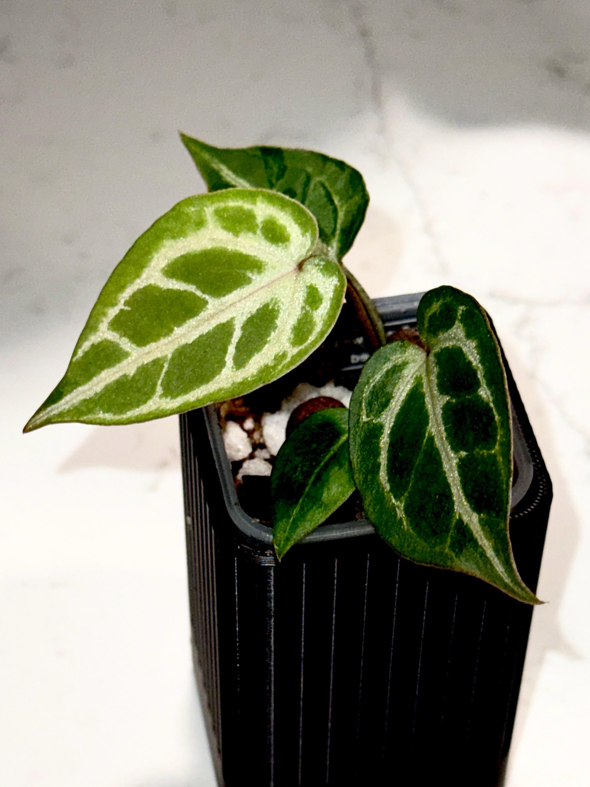 Red Crystal X Michelle Anthurium - Etsy