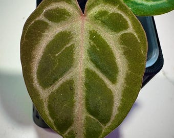 Tezula Anthurium (red Crystallinum X Luxurians) X Anthurium