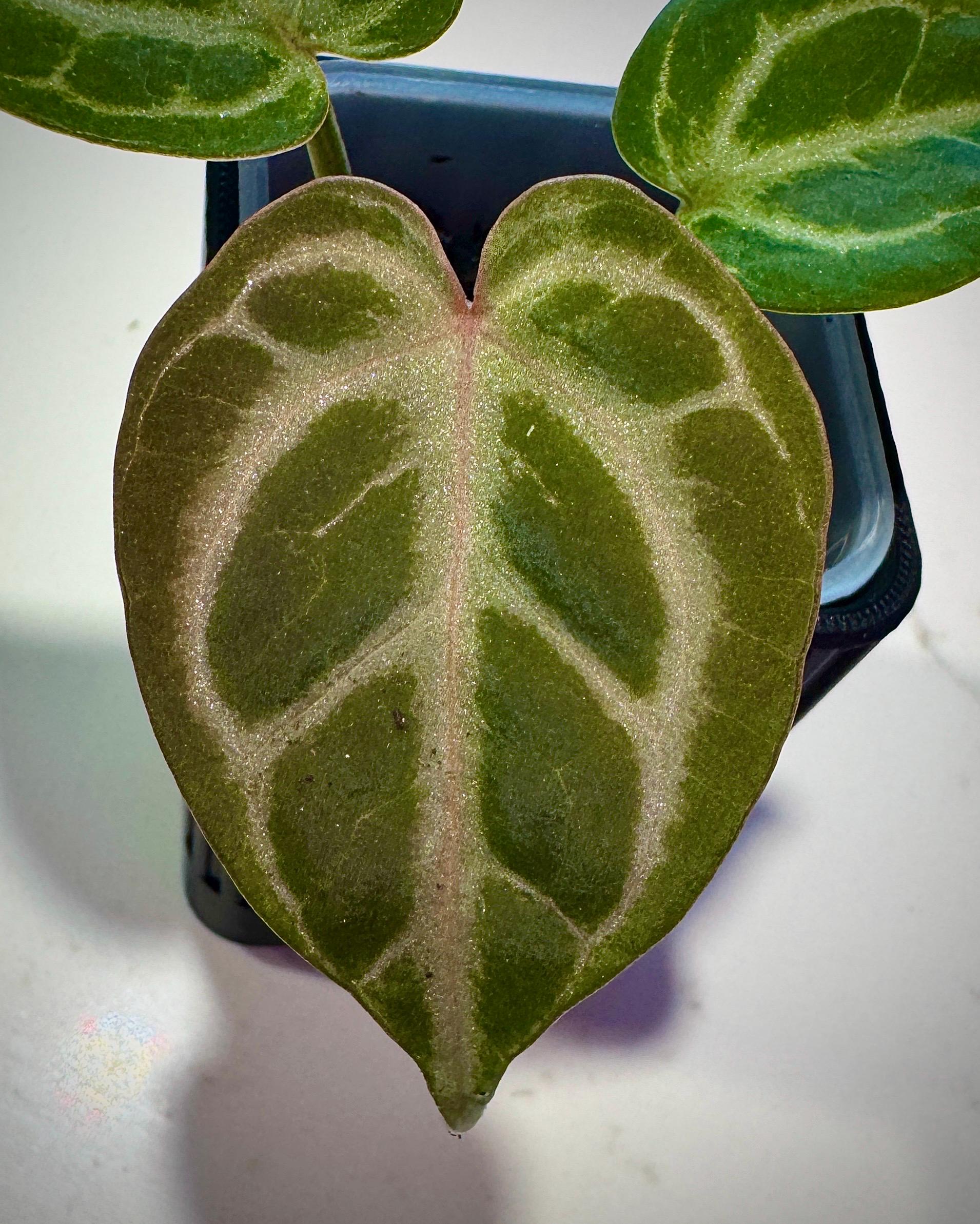 Anthurium Kos X Red Crystal - Etsy