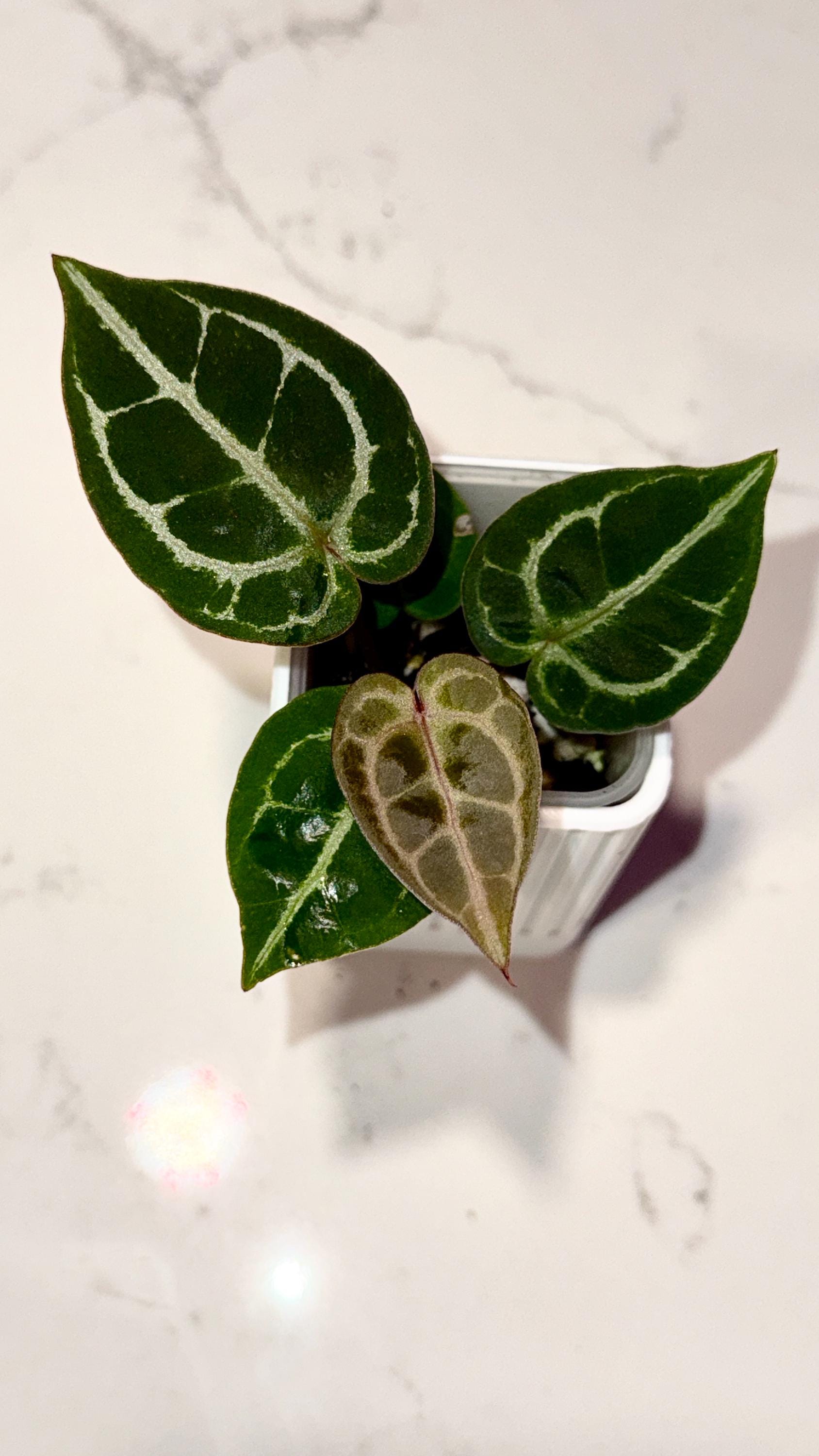 Anthurium King of Spades X Red Crystallinum - Etsy