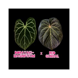 fiddle leaf figs Fiddle Leaf Fig | Ficus Lyrata main image 1