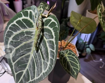 Tezula Dreamweaver-Necrommancer x H.U. Red Tiger Anthurium Seedling