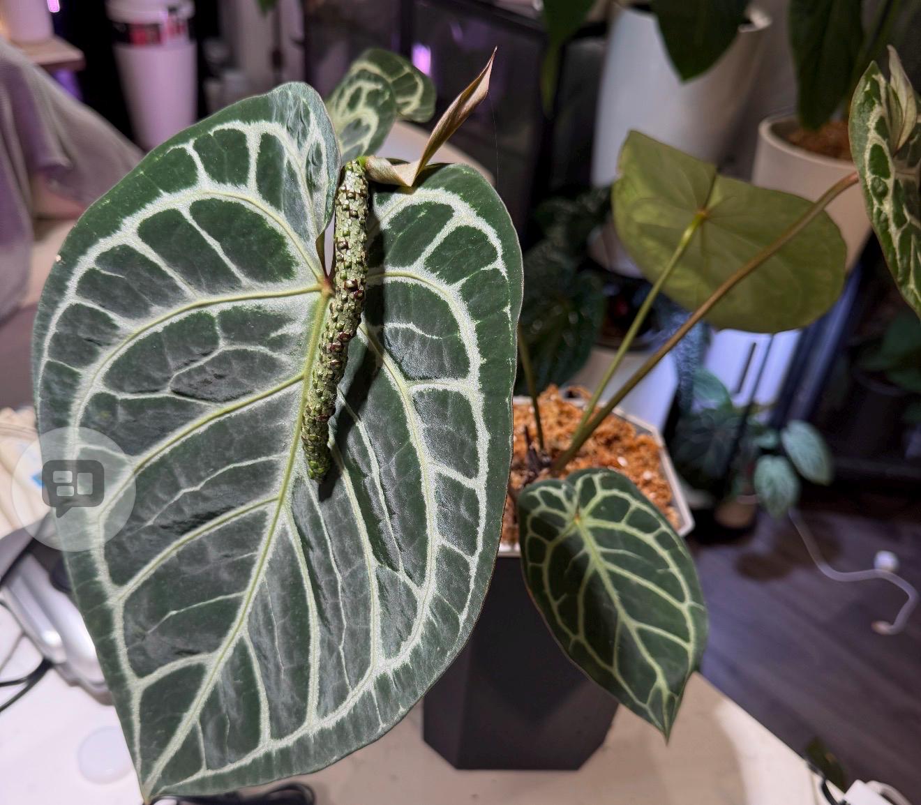 Anthurium ‘Dreamweaver’ Tezula Dreamweaver-necrommancer X H.U. Red Tiger Anthurium