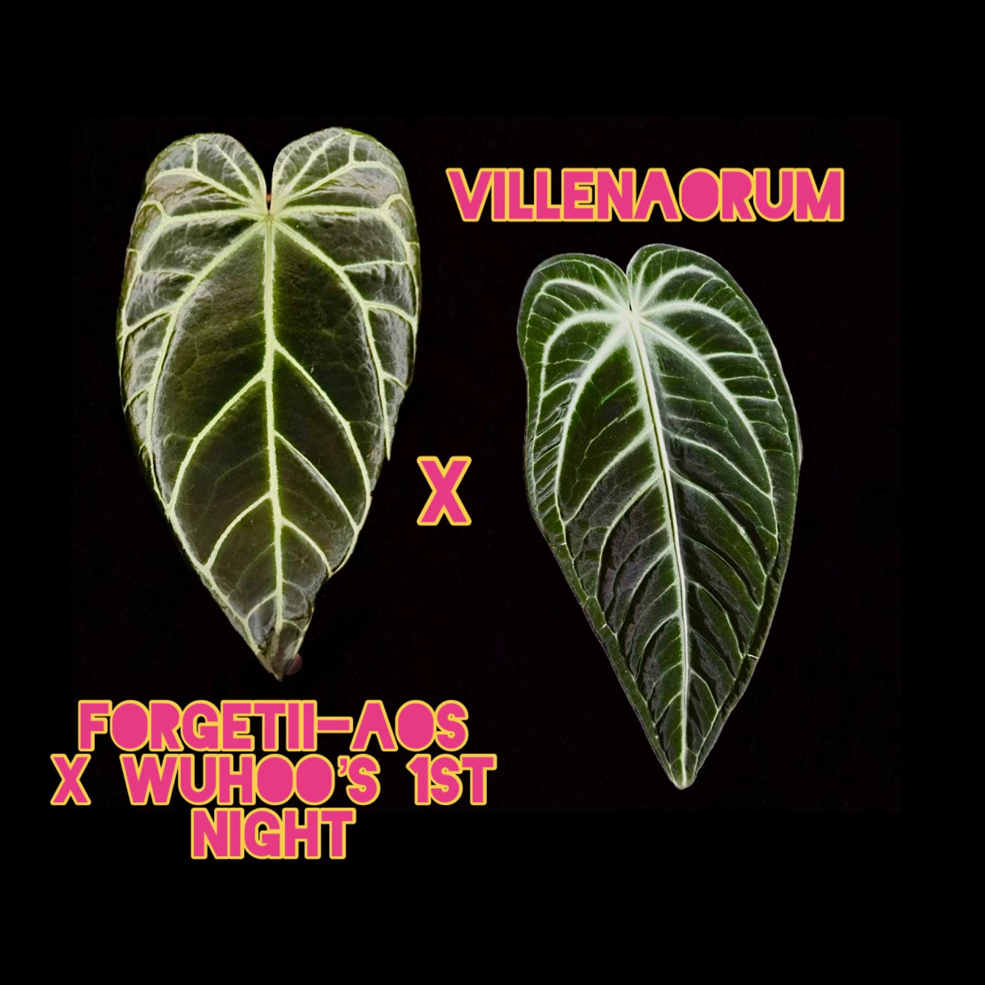 Anthurium Kos X Hu - Etsy Canada