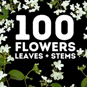 Könnte beinhalten: Nahaufnahme von weißen Blüten mit grünen Blättern vor schwarzem Hintergrund. Der Text "100 FLOWERS LEAVES + STEMS" ist in weißen Buchstaben.