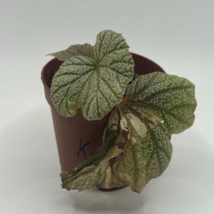 Begonia sinbad