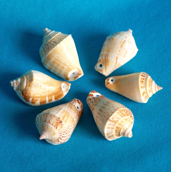 Natural Cone Shells, Conus, Drilled with 1 Hole, Beach Decor or Jewelry, 4 Sea Shells