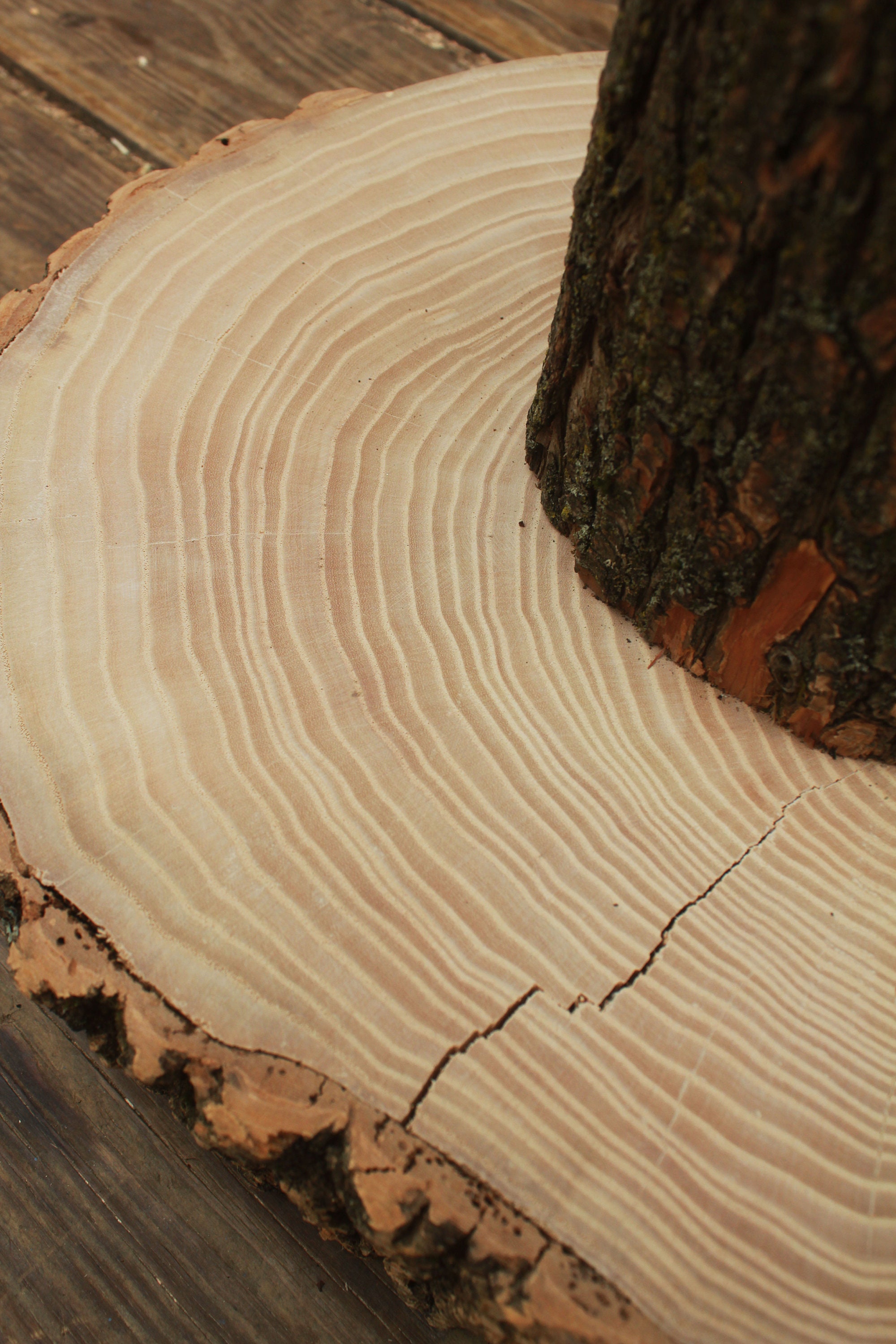 Organic Tree Bark Scratching Post Cat Scratching Post Tree Etsy