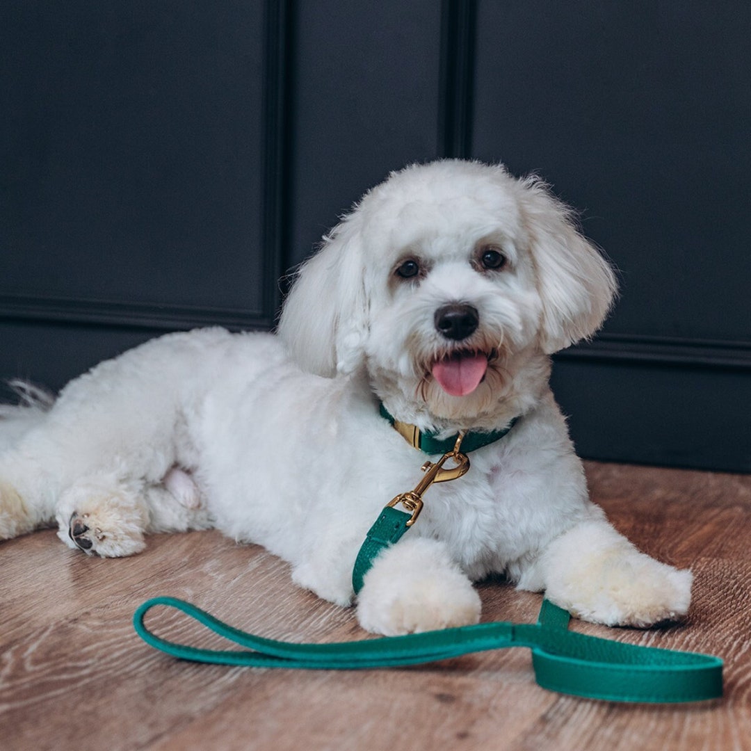 Leather Dog Collar Avocado Green Etsy Canada