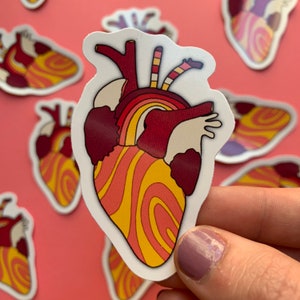 Anatomical Heart vinyl sticker - waterproof laptop waterbottle sticker