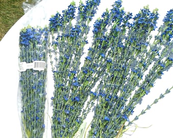 Bundles of Lavender. 36, Cellophane wrapped, 21". -26 Stems Yellow ribbon, 12"-21" -26 Stems Rafia tied, 10"-21".