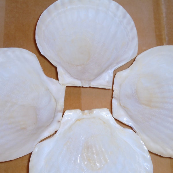 Natural Baking Shells, 3 Boxes of 4 Real Sea Shells From The Sea. Perfect for Serving Oven to Table, Dishwasher Safe. Microwave Safe.