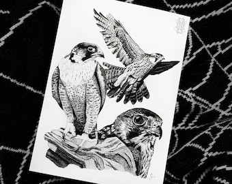Falcon Study Art Print