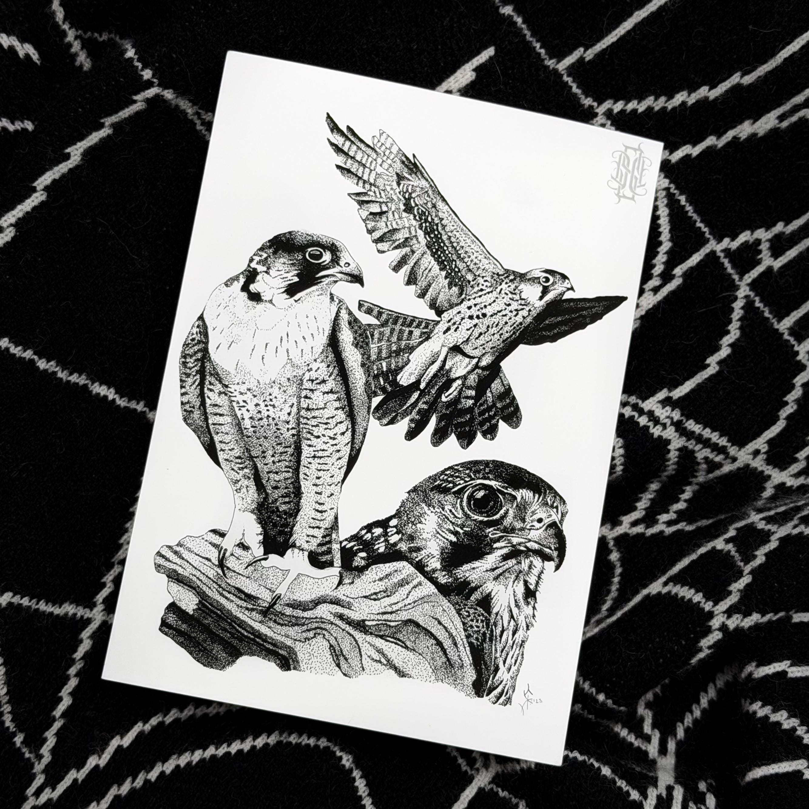 Falcon Study Art Print - Etsy
