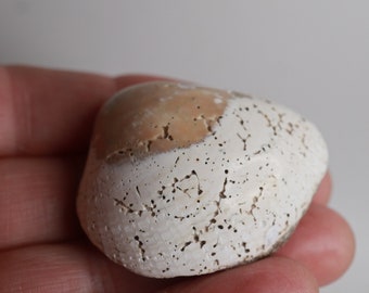 Polished Fossil Clam - Fossil Clam Specimen - Fossil Seashell