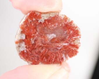 Fossil Red Coral Preform - Red Horn Coral - 27 mm