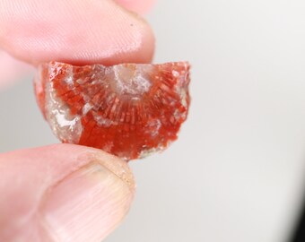 Fossil Red Coral Preform - Red Horn Coral - 25 mm