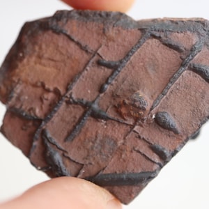 May include: A flat, irregular piece of reddish-brown rock featuring a network of raised, dark black mineral veins that form a grid-like pattern across the surface, with a small, textured protrusion near the center of the stone specimen.