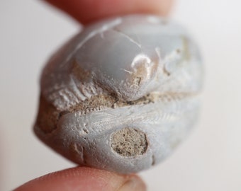 Polished Fossil Clam - Fossil Clam Specimen - Fossil Seashell