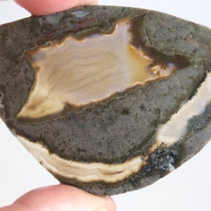 May include: A polished, irregularly shaped stone slab featuring a dark gray, speckled outer border and a central, translucent, light tan core with visible, fine, concentric banding patterns throughout the smooth, glossy surface of the mineral.