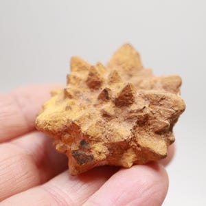 Goethite Pseudomorph after Marcasite - Goethite Specimen - Pseudomorph - Australia - Prophecy Stone