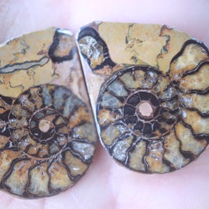 Polished Ammonite Matched Pair Specimens - Fossil - Earring Size - Morocco
