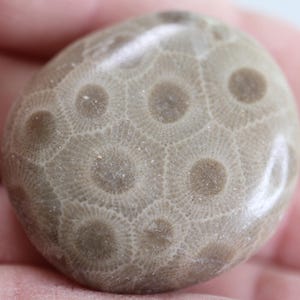 May include: A polished, rounded Petoskey stone featuring a distinct hexagonal pattern of fossilized coral. The surface displays a smooth, glossy texture with earthy beige and tan tones, showcasing the intricate radial lines within each cell.