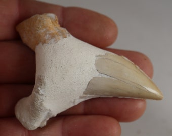 2 1/2 " Large Otodus Shark Tooth 5 pcs Moroccan Fossil Teeth 1 1/2 "