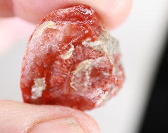Fossil Red Coral Preform - Red Horn Coral - 25 mm