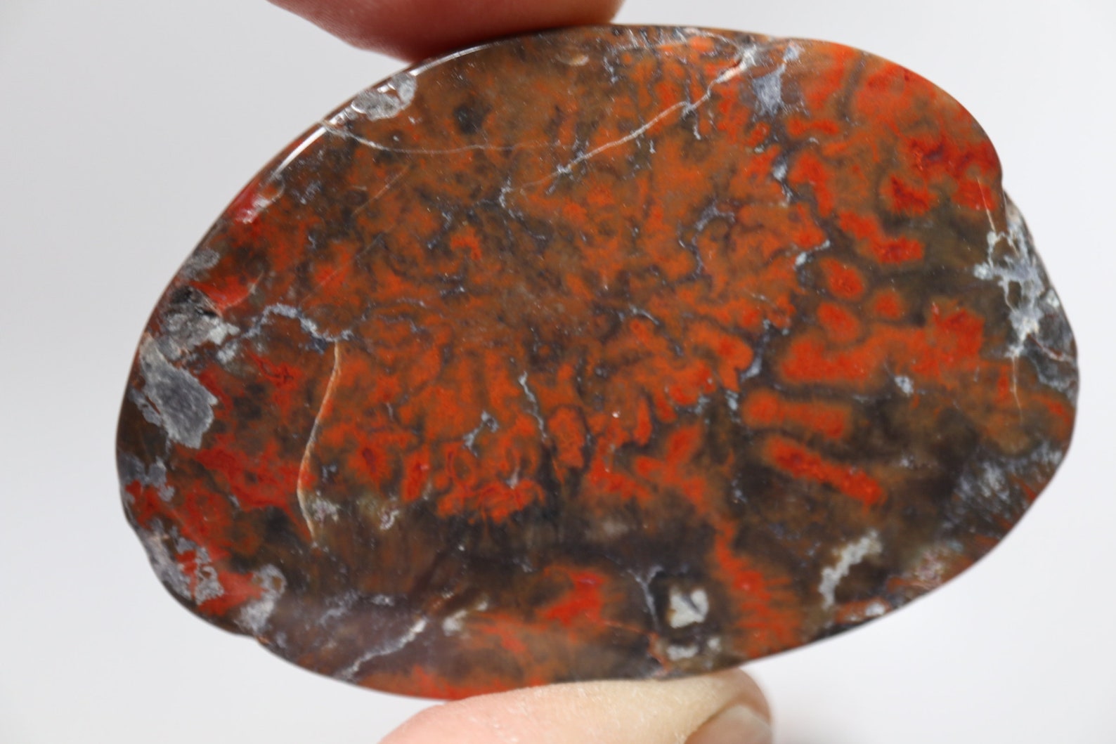 coprolite value