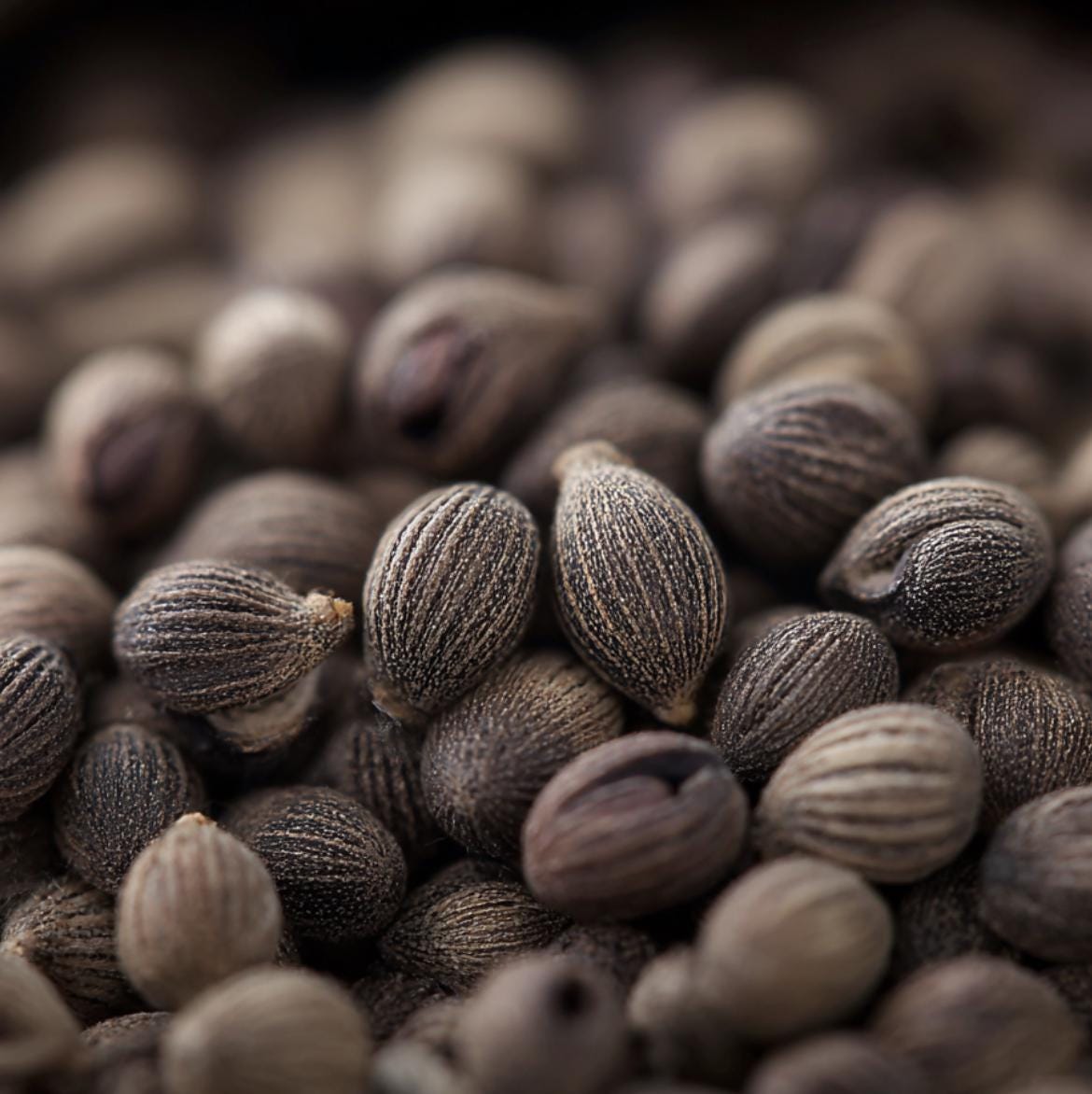 Ambrette MUSK (ambrette Seed ) Organic Essential Oil - Etsy