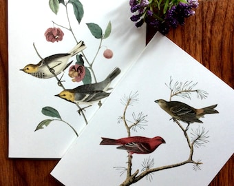 Vintage Bird Art Stationery Note Cards  8 Note Cards on Heavy White Paper with Corresponding Envelopes