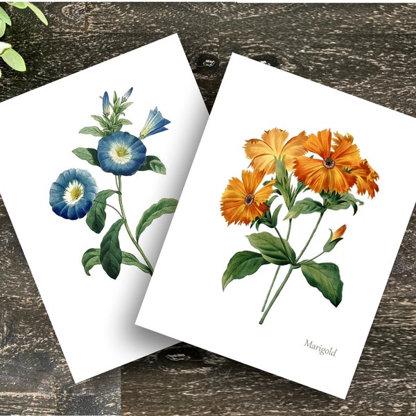 Vintage Flower Stationery 12 Note Cards & Envelopes Watercolor Variety: Rose Marigold Sweet Pea Iris Sunflower Pansy Trumpet Vine Nasturtium