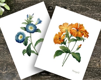 Vintage Flower Stationery 12 Note Cards & Envelopes Watercolor Variety: Rose Marigold Sweet Pea Iris Sunflower Pansy Trumpet Vine Nasturtium