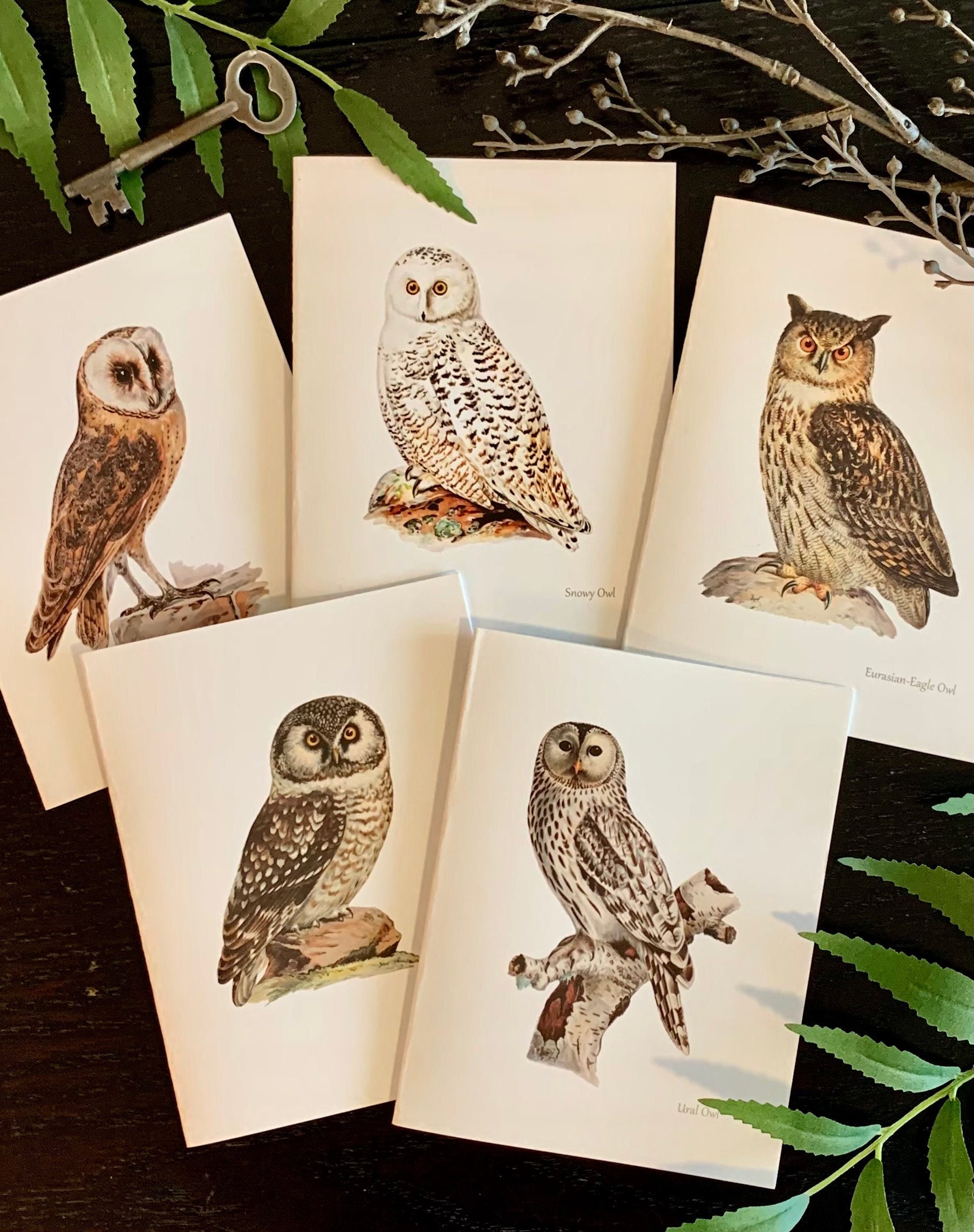 Vintage Owl Stationery. 12 Cards on Heavy White Paper:  Barn, Boreal, Ural, Snowy, Long Eared and Eurasian-Eagle Owl. With White Envelopes