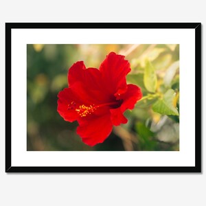 Red Hibiscus Flower - Fine Art Nature Photography Print - Wall Decor